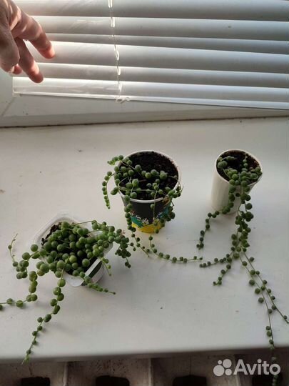 Роули крестовник