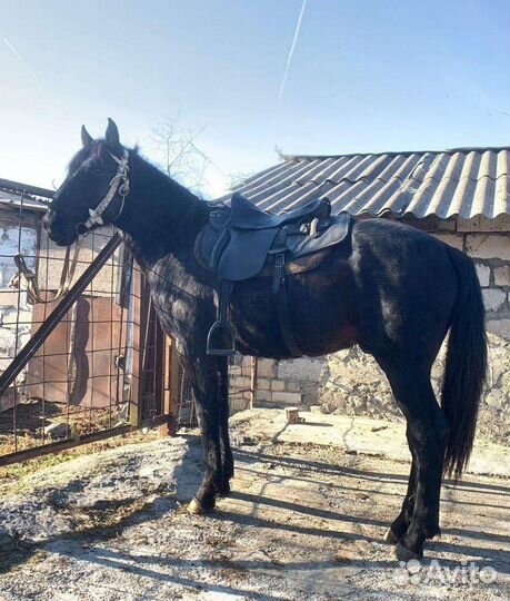 Жеребчик Къ