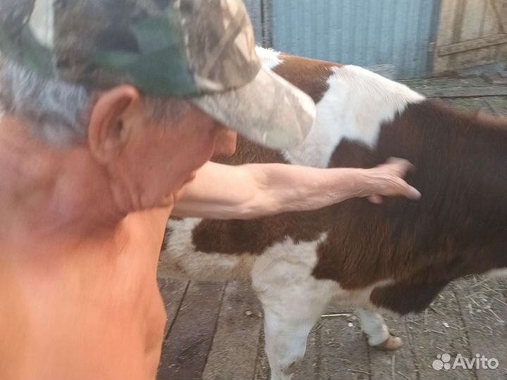 Первотелка с теленком