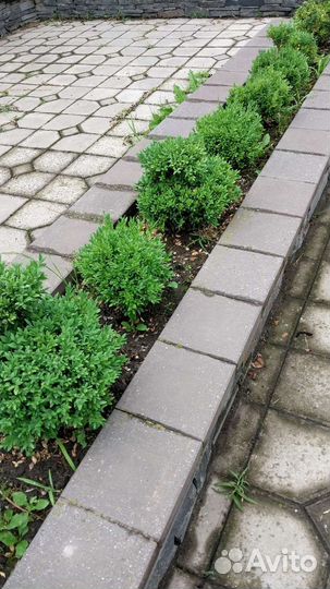 Самшит шары (буксусы)