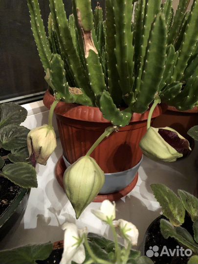 Цветущий кактус