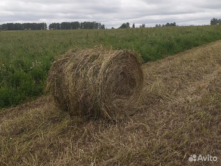 Продам сено в рулонах