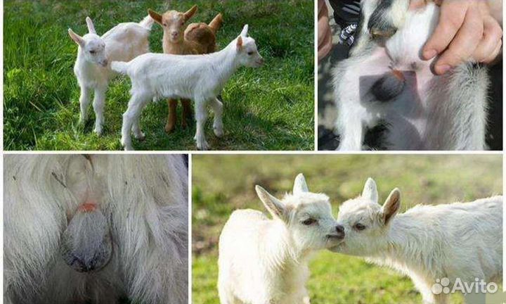 Ветеринарный фельдшер