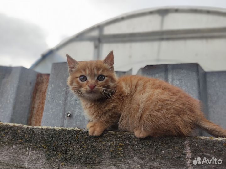 Котята крысоловы в добрые руки