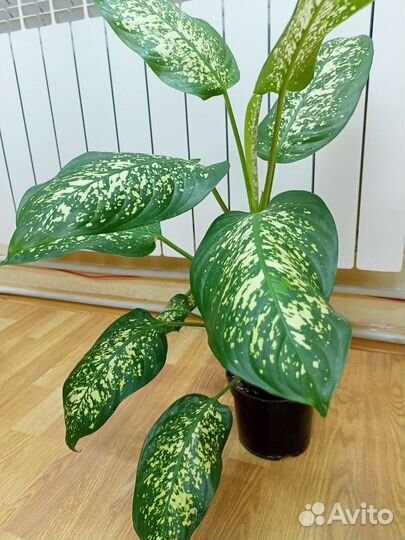 Мурайя и другие