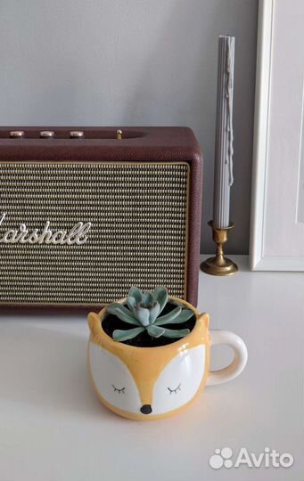 Распродаю цветы в горшках