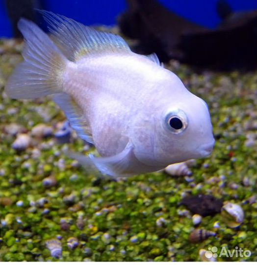 Рыбка попугай