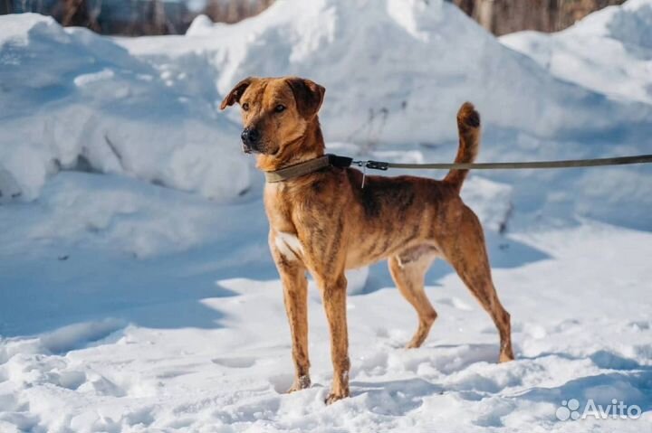 Роскошный пёс в добрые руки