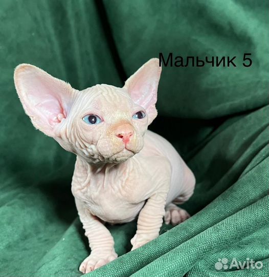 Канадский сфинкс