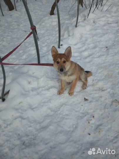 Щенок в добрые руки бесплатно