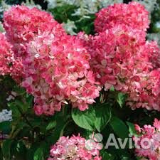 Продам взрослые гортензии