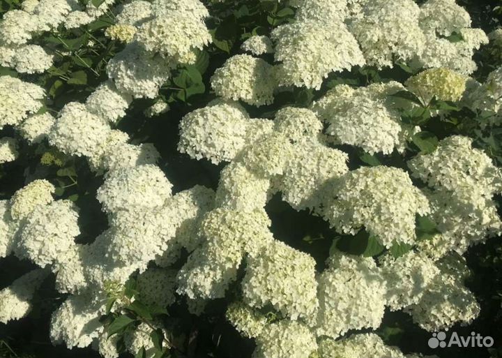 Древовидная Аннабель