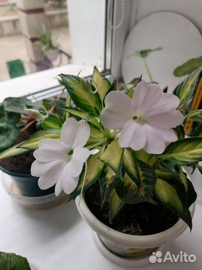 Бальзамин новогвинейский