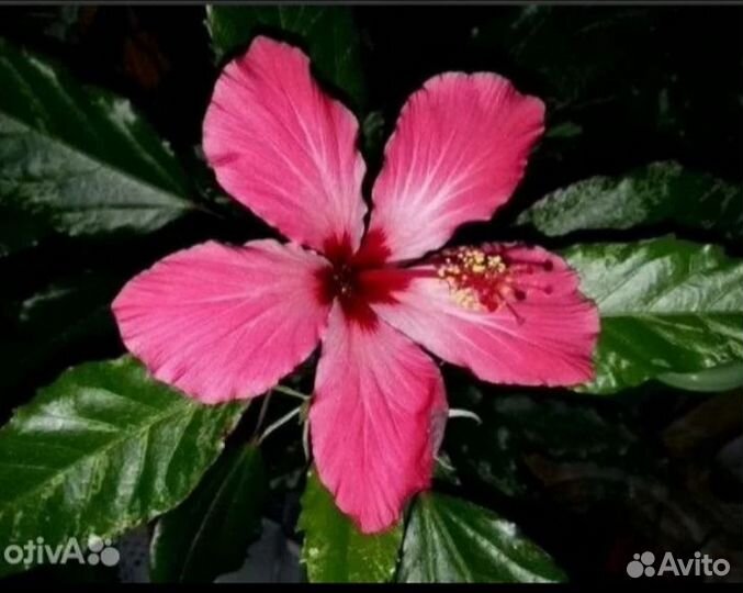 Ахименесы,стрептокарпелла,кампанула и др