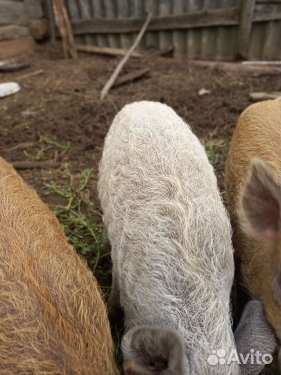 Свинки и кабанчики