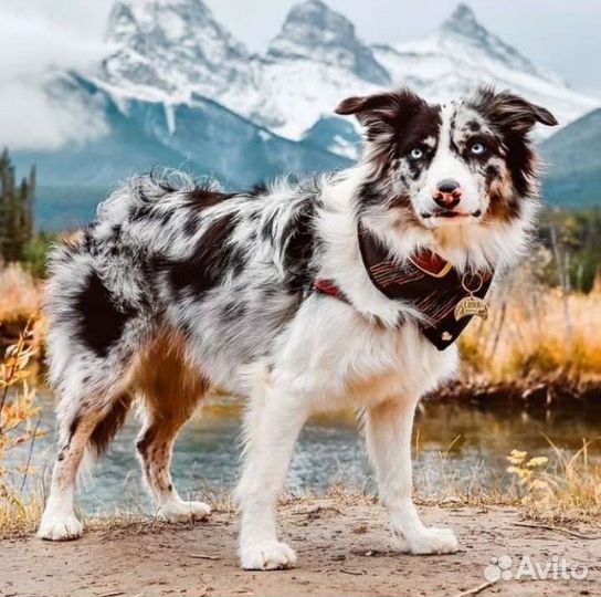 Игрушки ручной работы на заказ по фото питомца