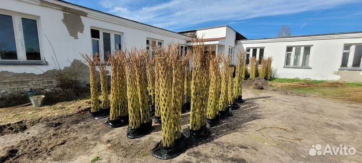 Плетеные деревья из ивы