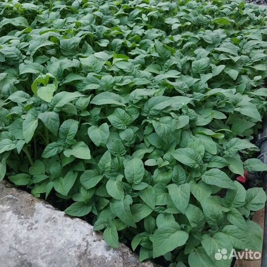 Рассада помидор огурцов перцев