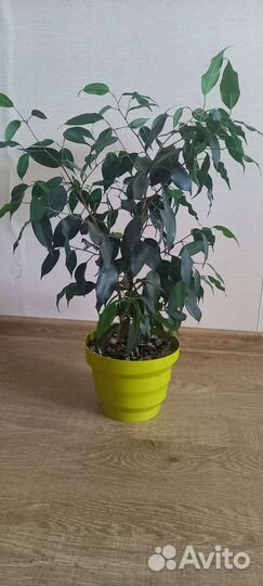 Фикус бенджамина
