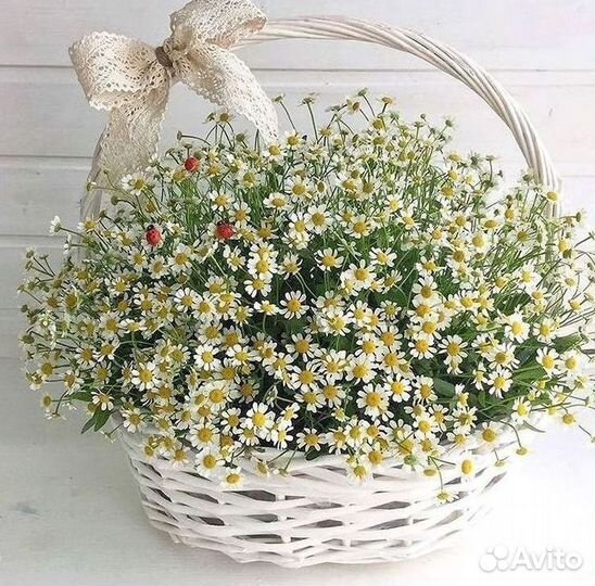 Букеты. Доставка ромашек