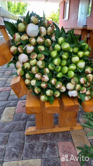 Пионы на срез