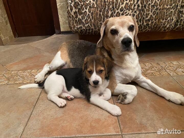 Щенки метисы бигля бесплатно