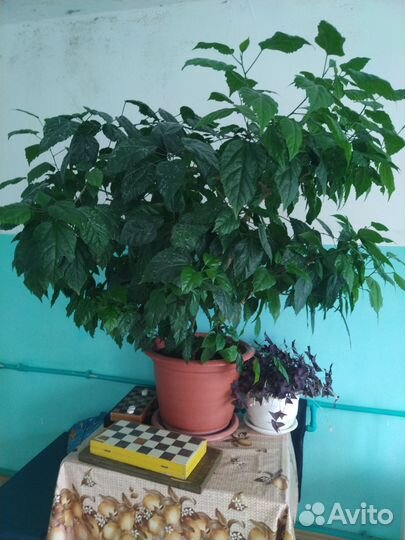 Китайская роза