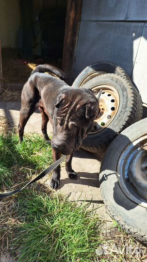 Собака шарпей