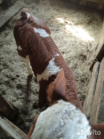 Телочки, бычки