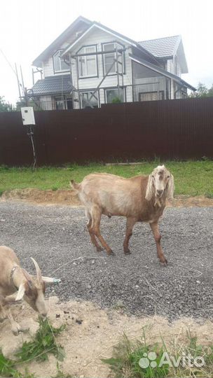 Нубийский козёл