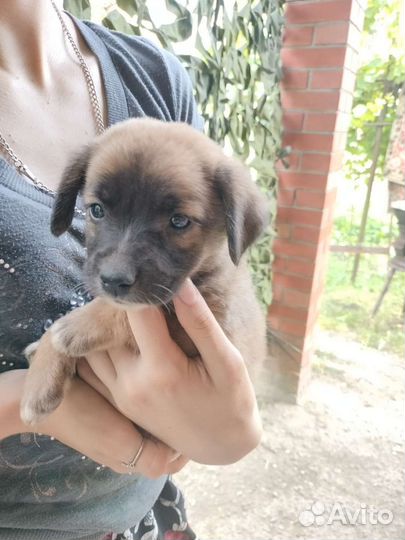 Щенки бесплатно