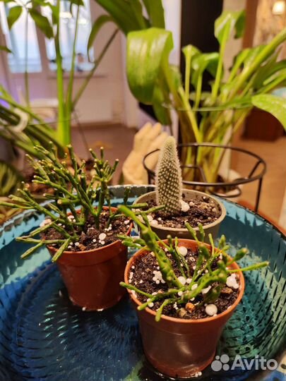 Хатиора,рипсалис