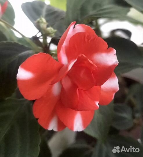 Сортовые махровые бальзамины (ванька мокрый)