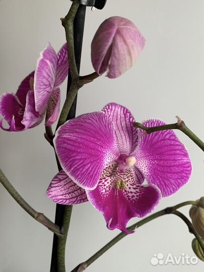 Орхидея фаленопсис нецветущие