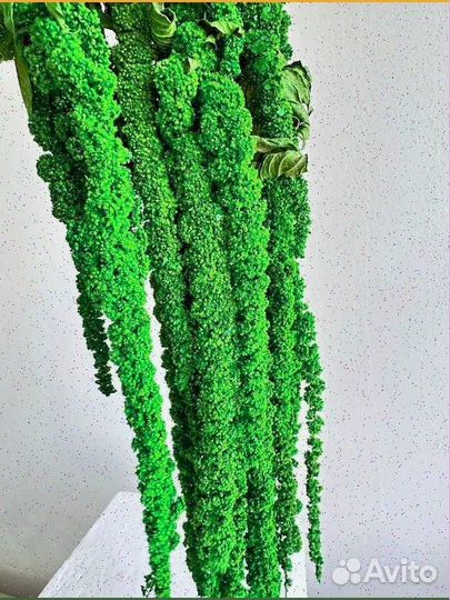 Амаpaнт крапива, ель, утолщенный