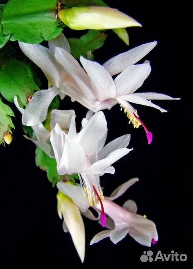 Декабрист алый и белый