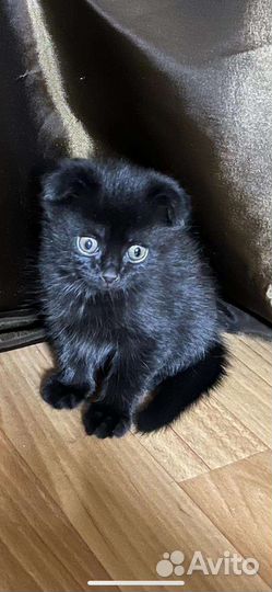 Шотландский котик ищет кошку