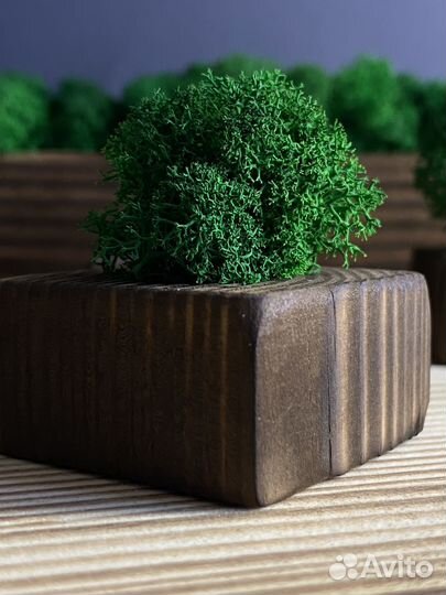 Декор (кашпо со мхом)