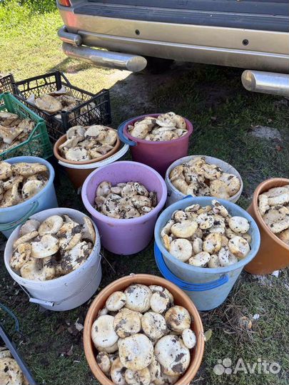 Сырые грузди 800