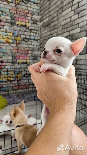 Щенки чихуахуа мини