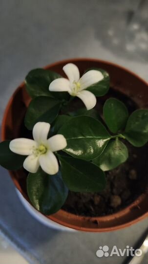 Домашние растения цветы