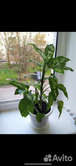 Диффенбахия