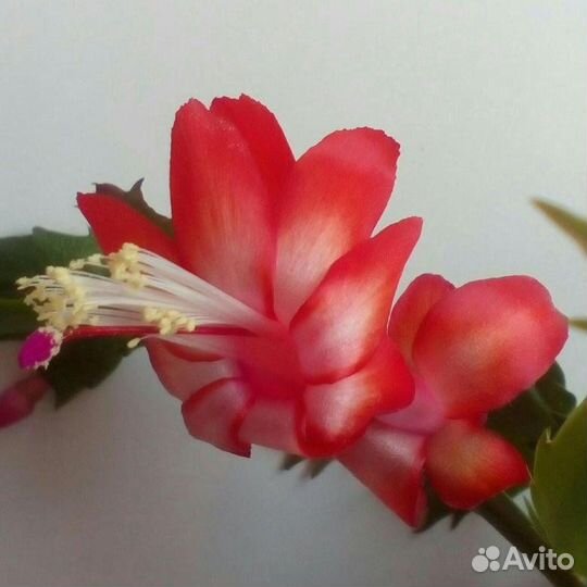 Шлюмбергера (декабрист)