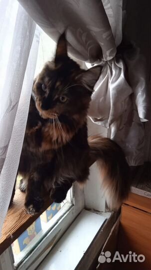 Кошка мейн-кун