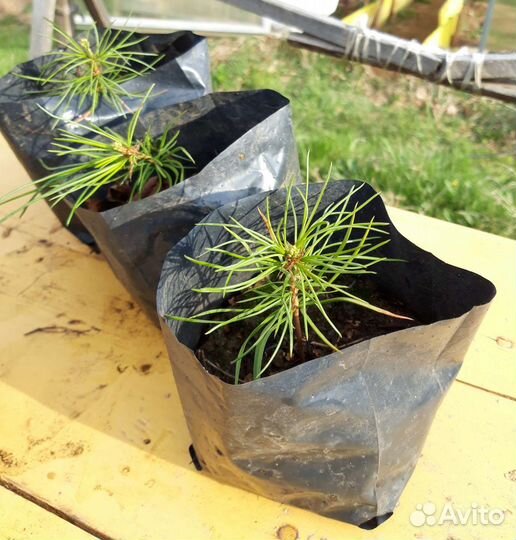 Кедр Корейский саженцы зкс