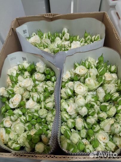 Розы оптом и в розницу. кустовые розы