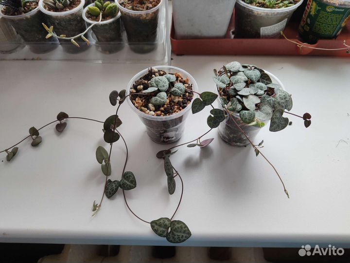 Церопегия вуда и крестовники