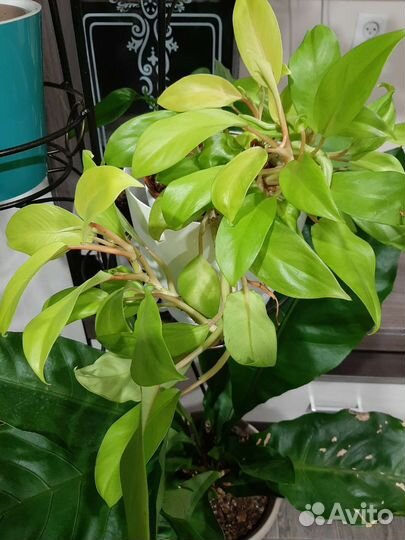 Филодендрон лемон лайм