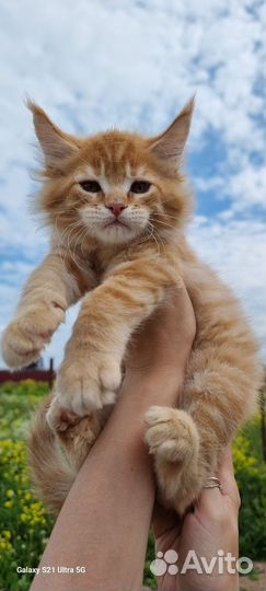 Котята мейн-кун