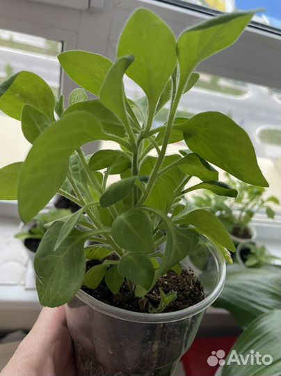 Рассада петунии